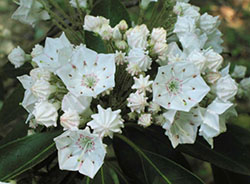 Best choice for pine barrens mountain laurel
